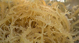 KayKay Essentials Organic Wild-crafted Irish Sea Moss gel is of the highest quality available.